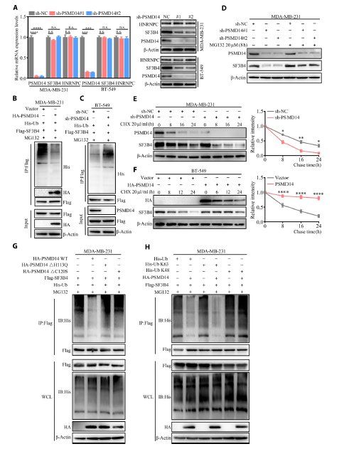 图 4 PSMD14 通过减少 SF3B4 蛋白的泛素化来维持其稳定性