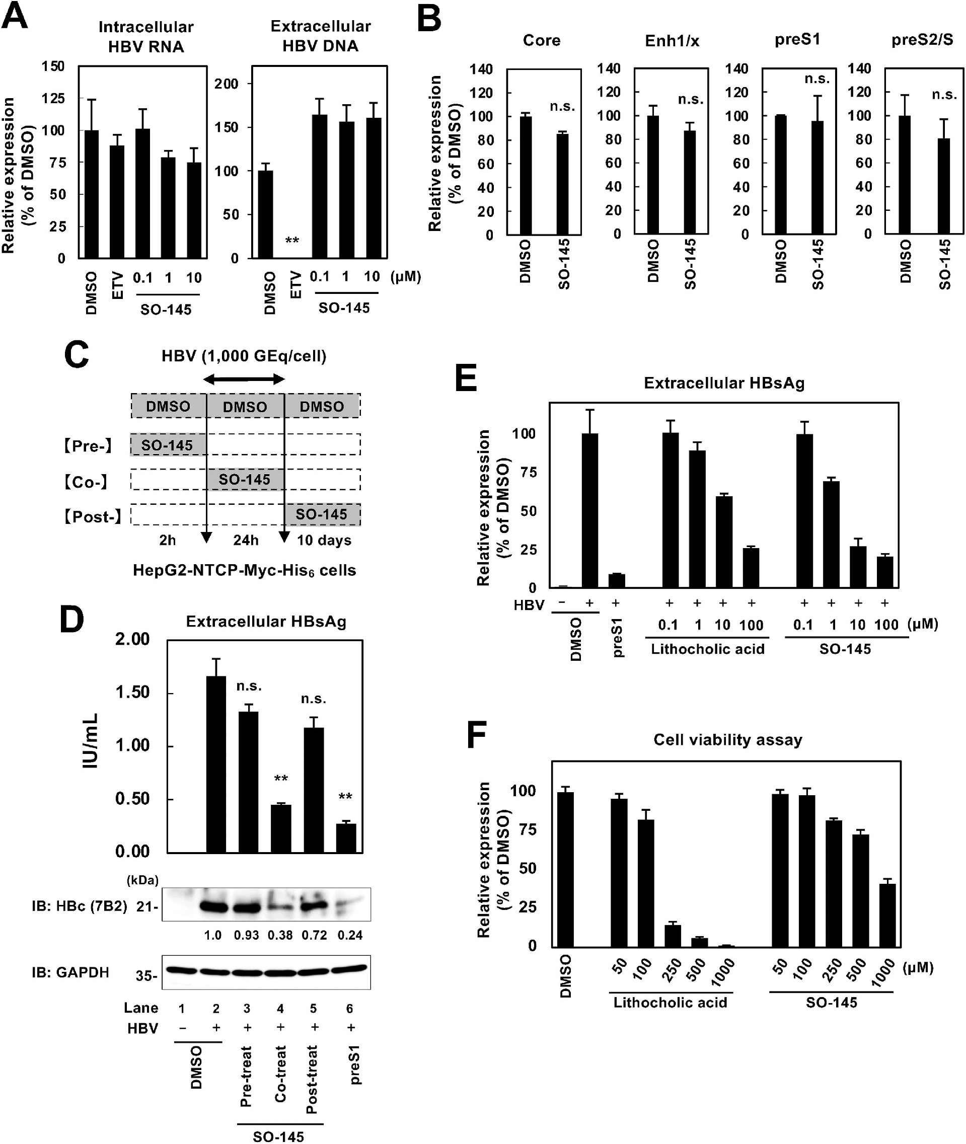 图2:SO-145 作用于 HBV 生命周期早期,不影响复制与转录