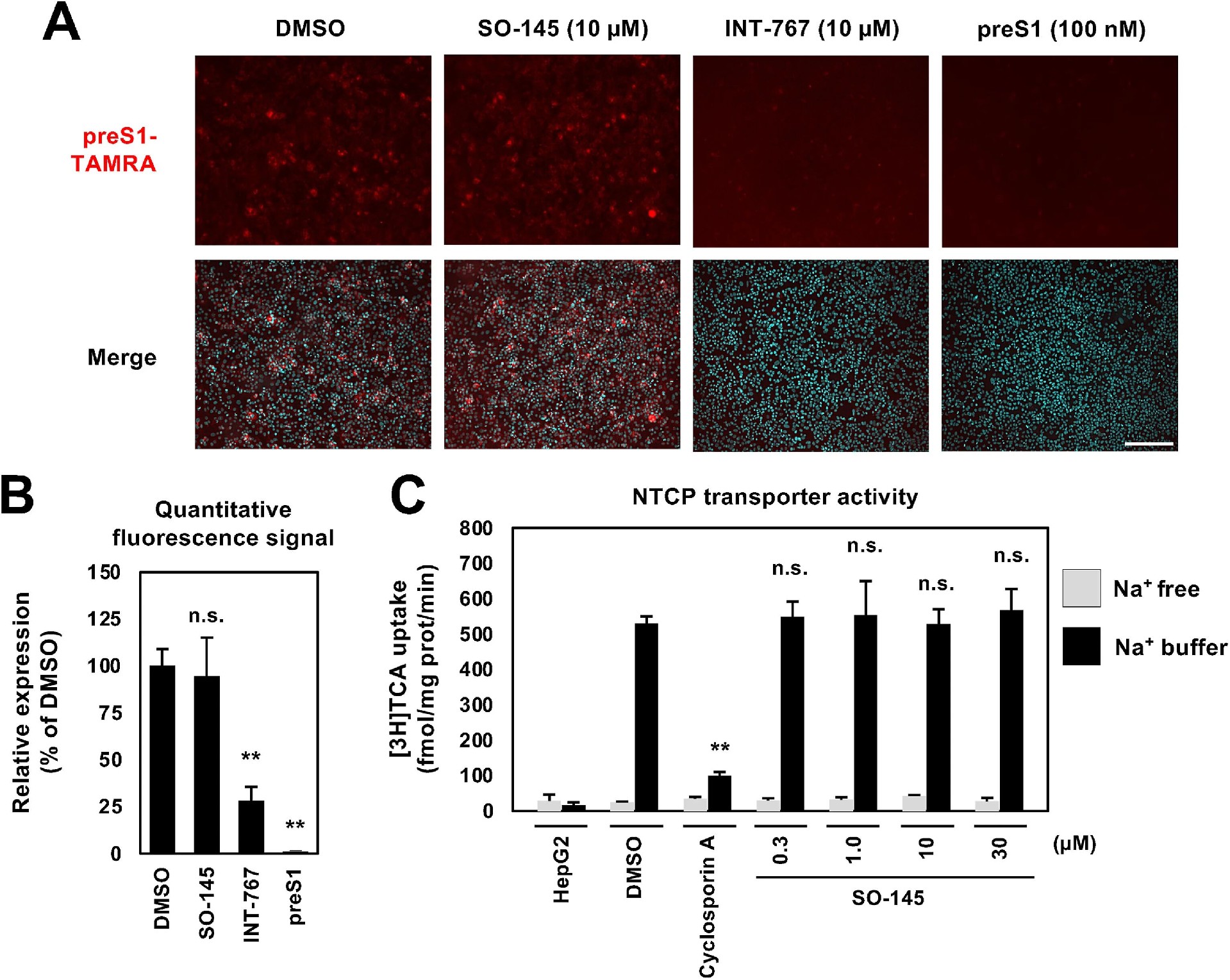 图4:SO-145 不影响 preS1 与 NTCP 结合及 NTCP 胆汁酸转运