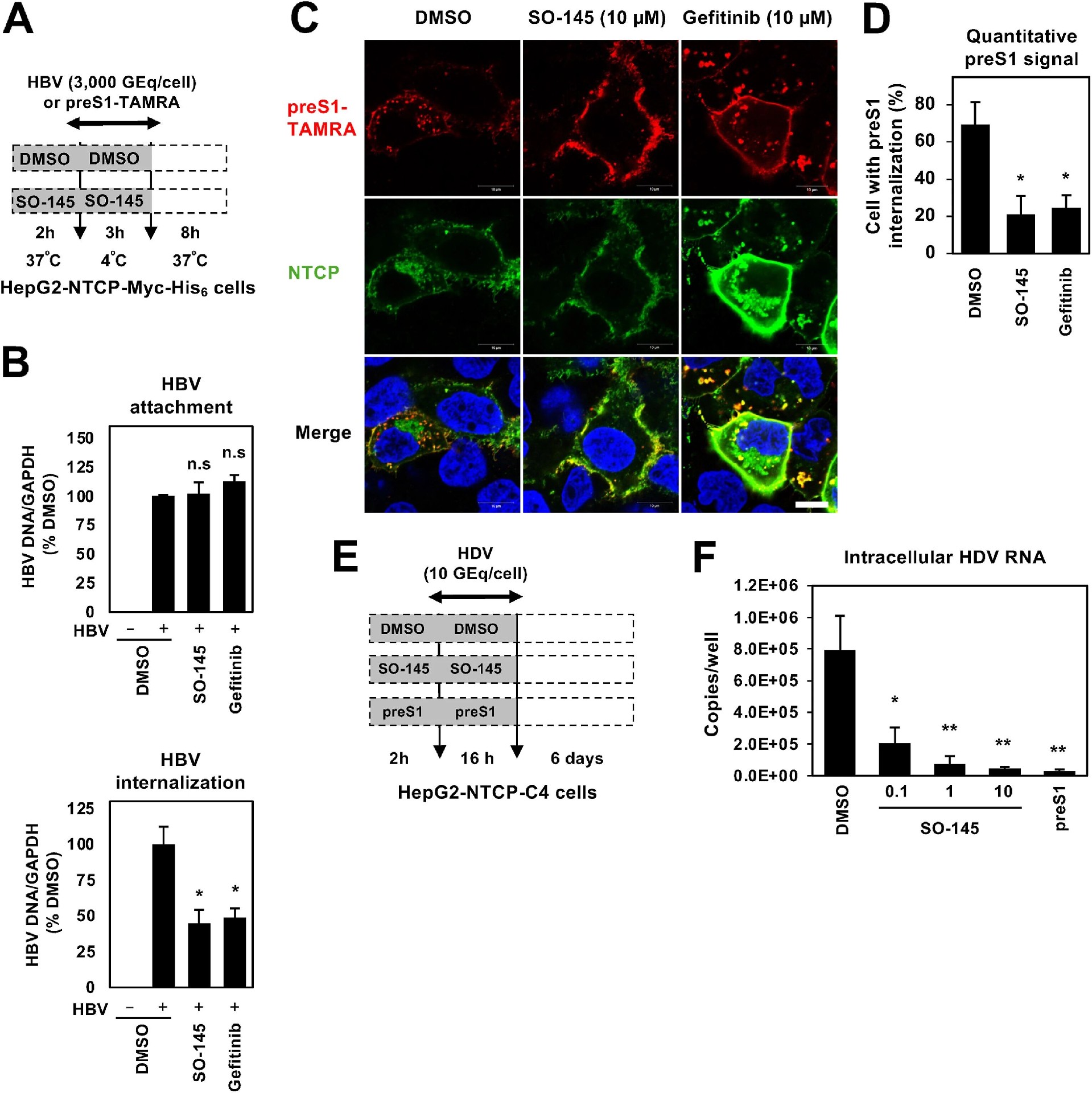 图5:SO-145 抑制 HBV 和 HDV 内化