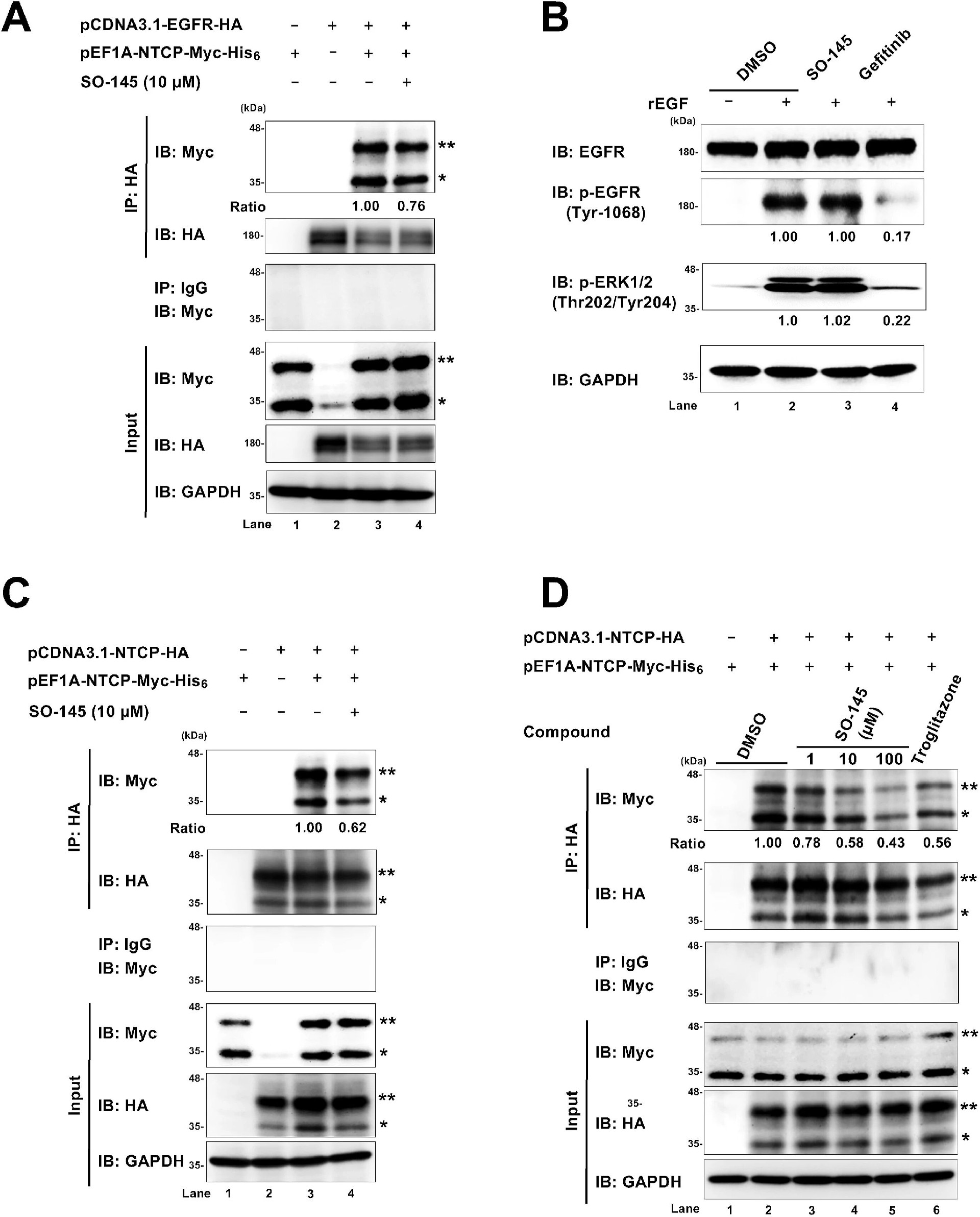 图6:SO-145 不影响 EGFR-NTCP 相互作用,但抑制 NTCP 寡聚化