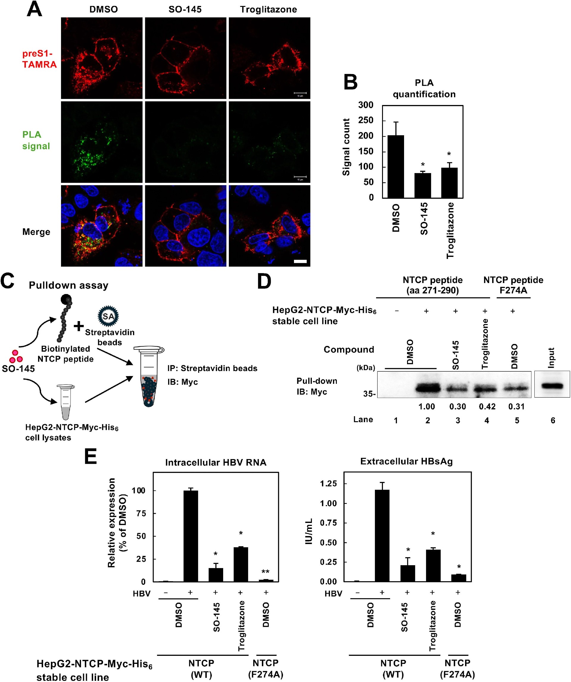图7:SO-145 显著抑制 NTCP 271-290aa 寡聚化,阻断 HBV 感染的关键机制揭秘