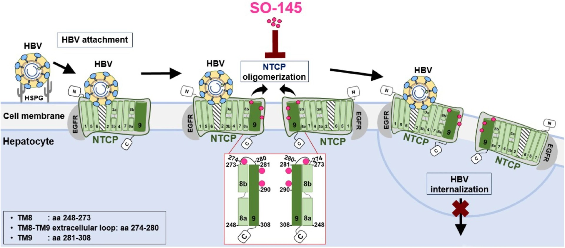 图8:SO-145 作为抗 HBV 药物的作用机制模型