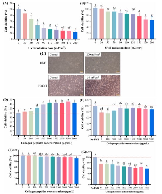 图3：紫外B辐射剂量对(A) HaCaT和(B) HSF细胞活力的影响