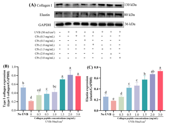 图4：(A)HaCaT细胞中I型胶原蛋白与弹性蛋白表达的蛋白质印迹分析结果