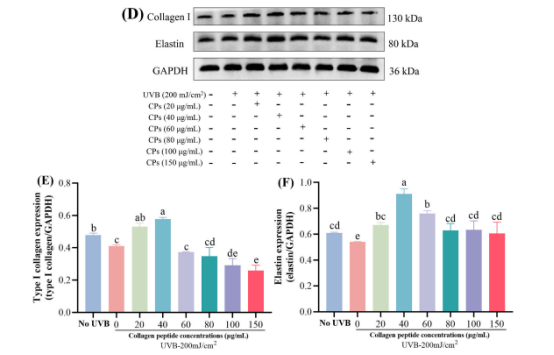 图4：(A)HaCaT细胞中I型胶原蛋白与弹性蛋白表达的蛋白质印迹分析结果