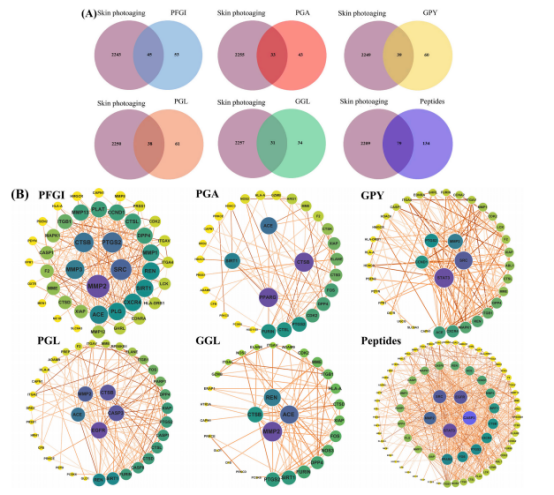 图5：(A)胶原蛋白肽预测靶点与皮肤光老化疾病基因交集的维恩图