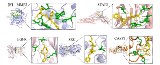 图5：(A)胶原蛋白肽预测靶点与皮肤光老化疾病基因交集的维恩图