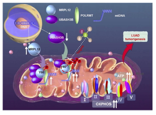 图1 实验示意图