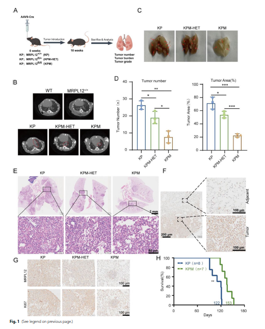 图 2 在 Tp53−/−;KrasG12D/+ 小鼠中，MRPL12 的肺特异性敲除可抑制肺肿瘤发生