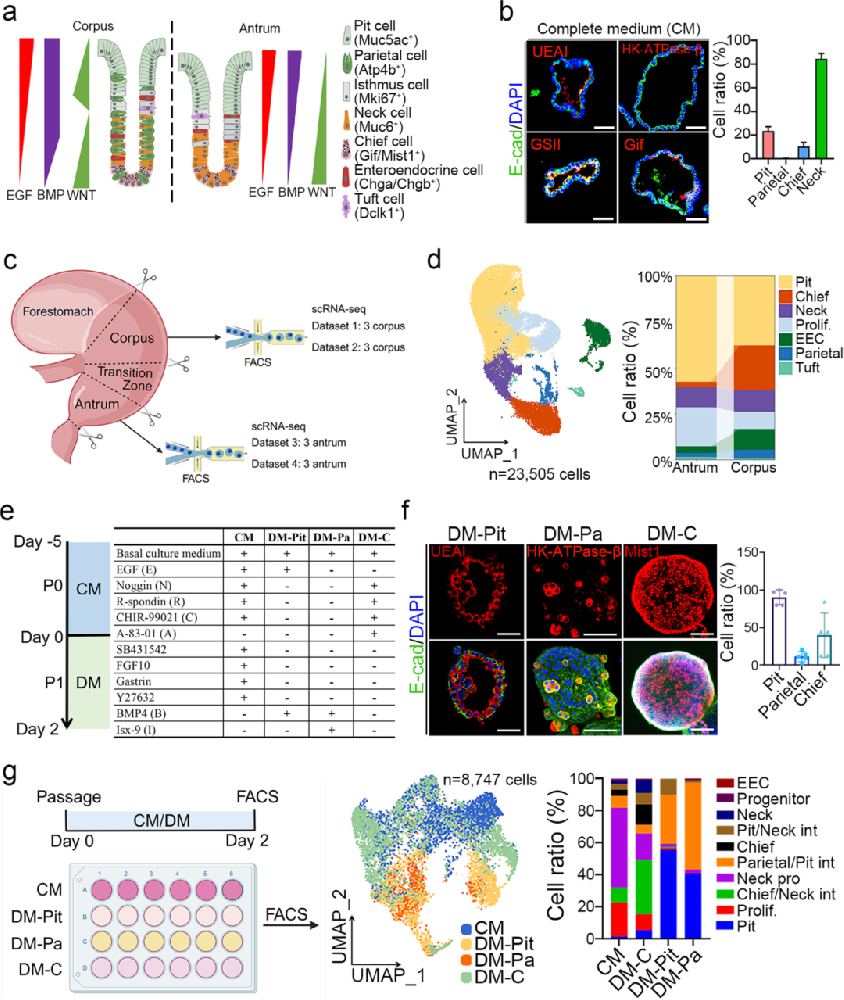 1，胃类器官的建立与细胞分化研究。