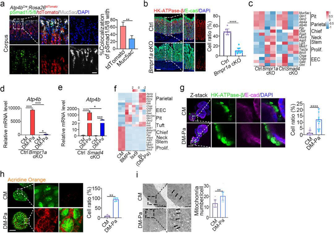 2，BMP4信号通路促进壁细胞和肠内分泌细胞分化。