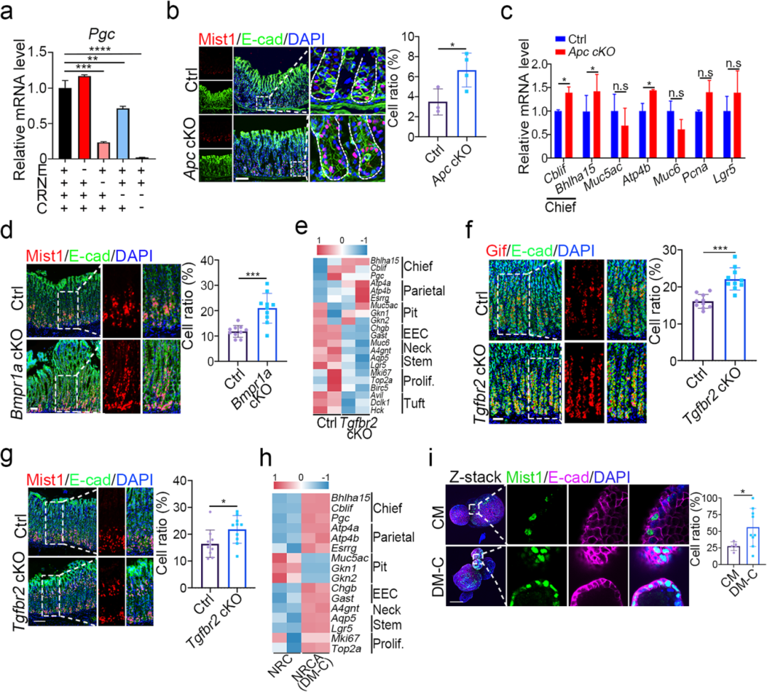 3，主细胞分化需要Wnt信号通路激活及TGF-β和BMP信号抑制。