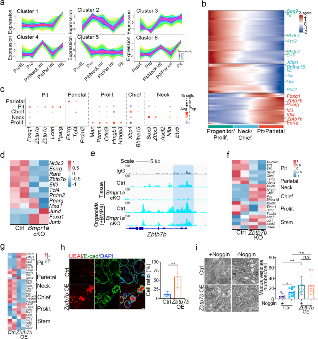 5，Zbtb7b是表面黏液细胞分化的关键调控因子。