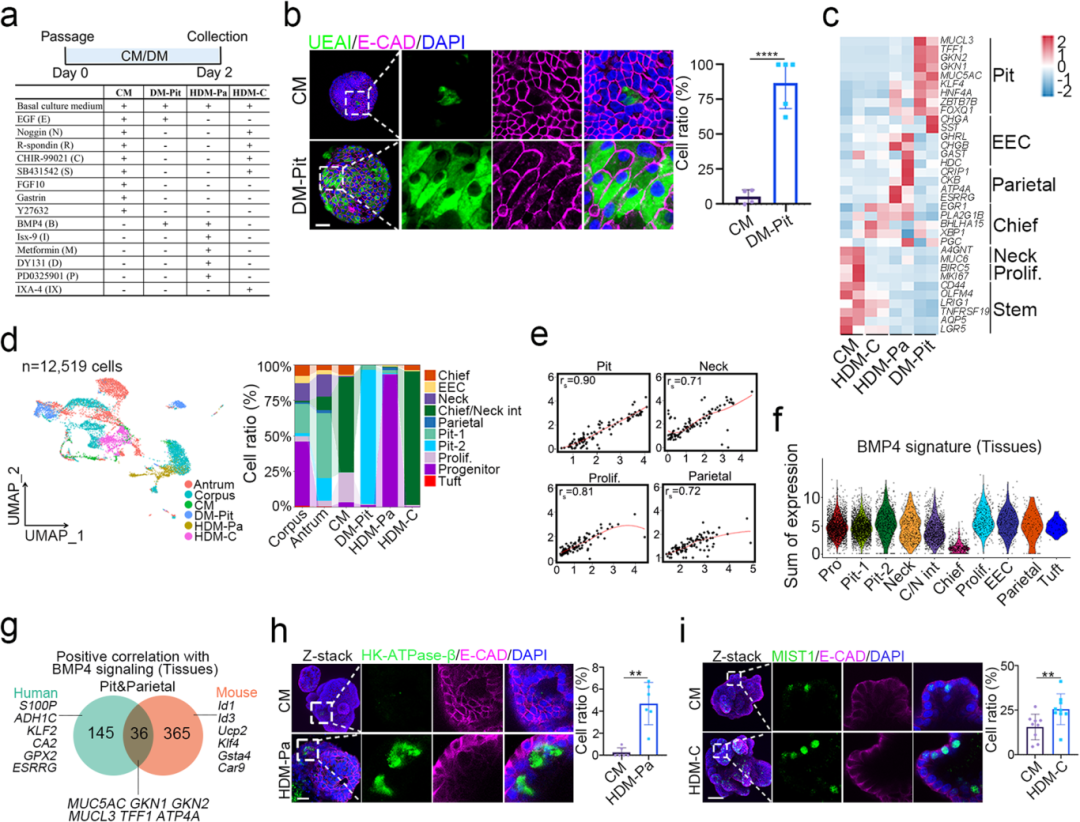 6，人源胃上皮细胞分化研究揭示物种差异。