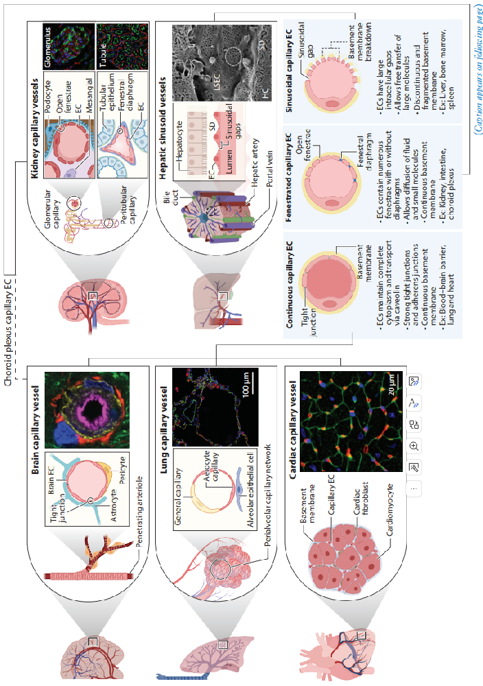 图1展示了不同组织中毛细血管网络和内皮细胞(ECs)的结构异质性。