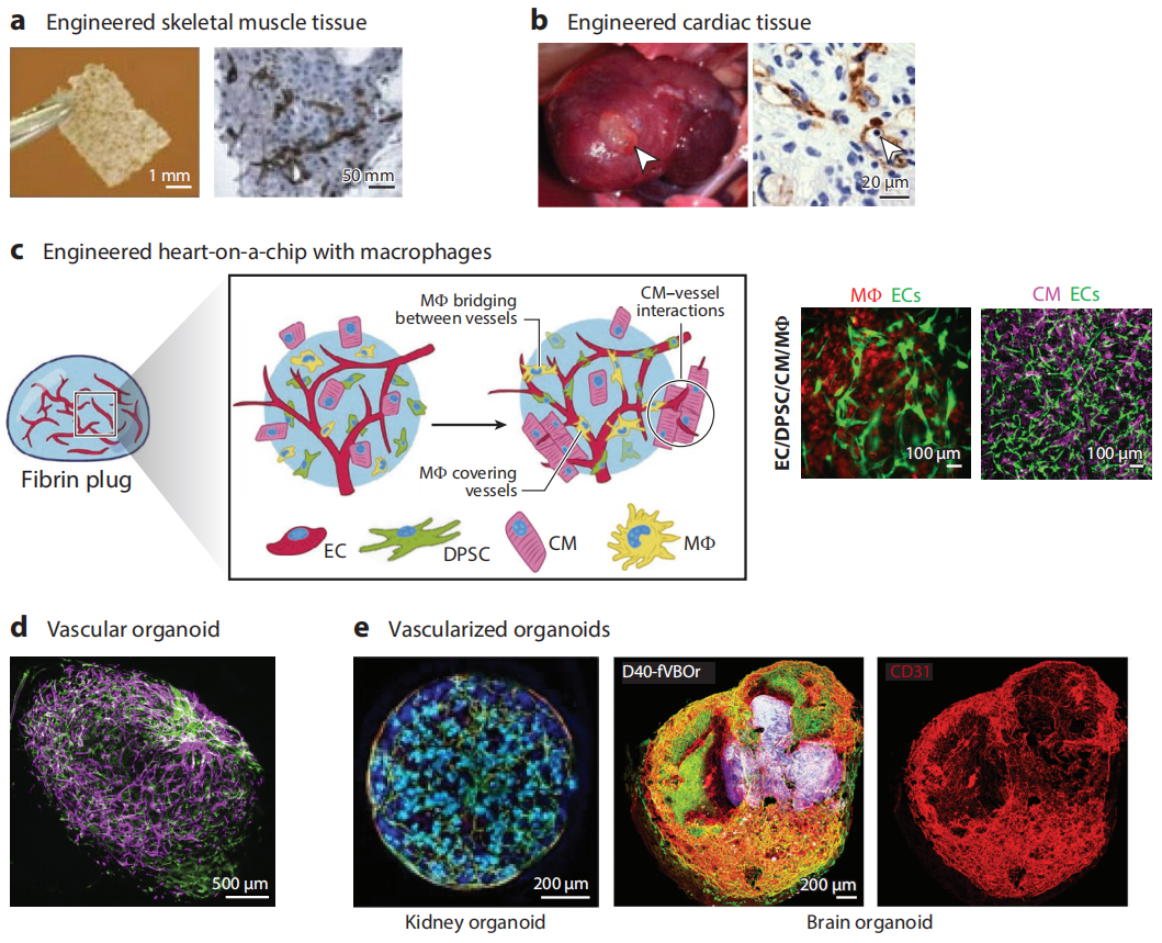 图2展示了多种3D自组装微血管组织的构建方法和结果。