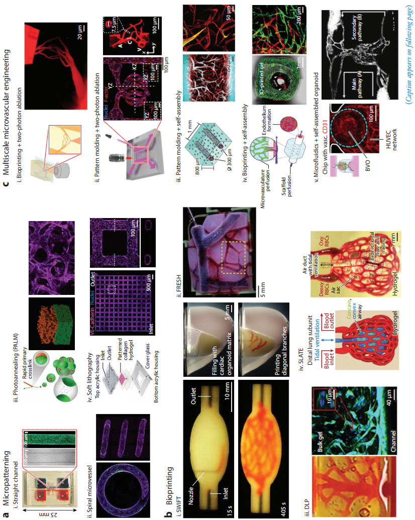 图3展示了多种微血管图案化和多尺度血管网络工程的方法和结果。