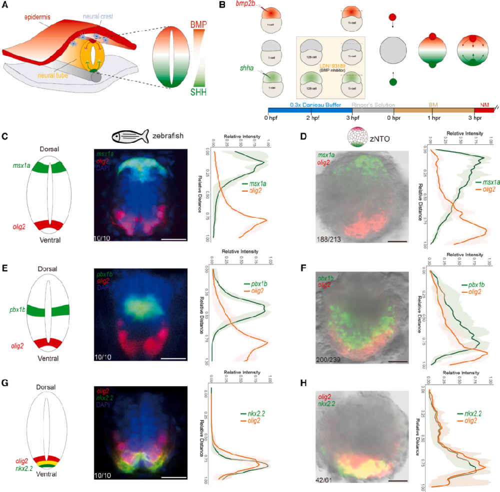 1，构建具有背腹分化的斑马鱼神经管类器官(zNTOs)