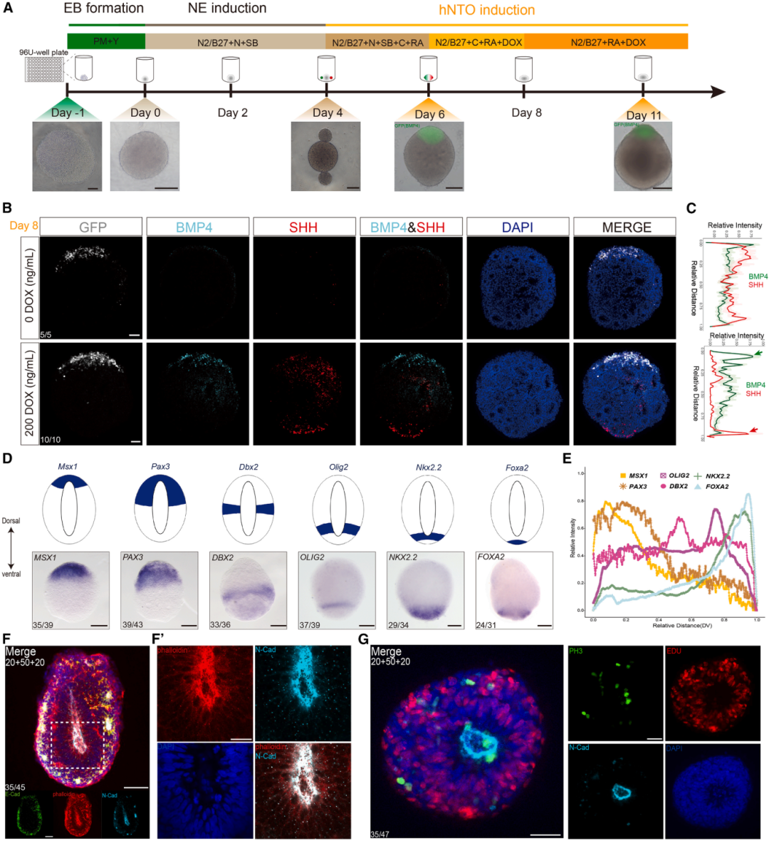 2，利用hPSCs构建和发育具有背腹分化的人源神经管类器官(hNTOs)。