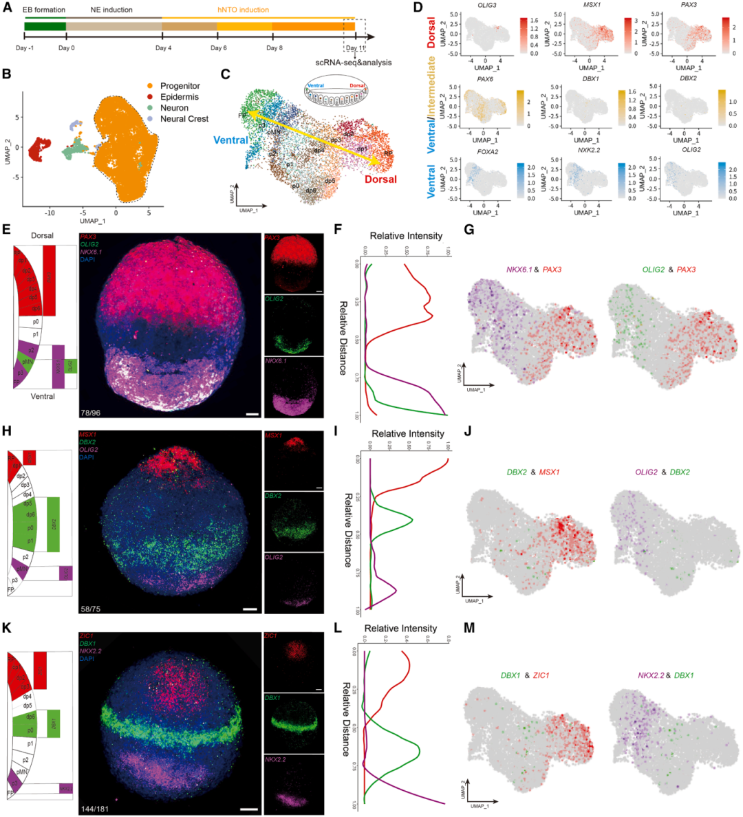 3，hNTOs的细胞组成和组织特征分析。