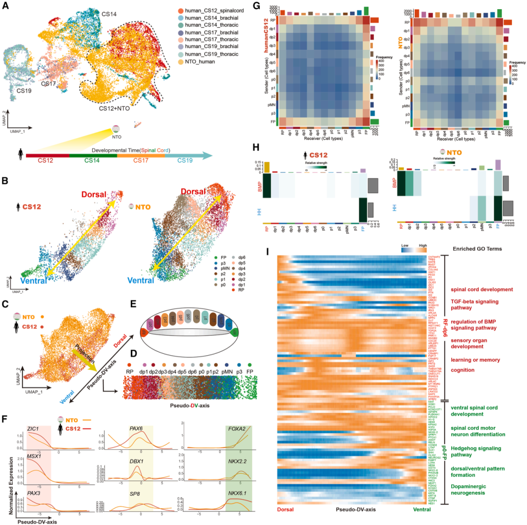 4，hNTOs在转录组水平重现CS12人类脊髓特征。