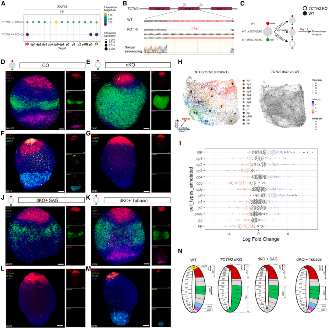6，hNTOs用于研究人类神经发育疾病的应用。
