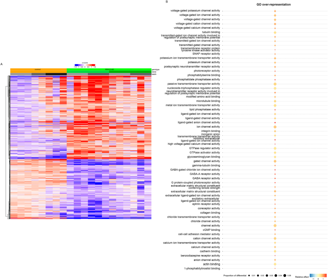 图3展示44周成熟RDH12-AD和对照视网膜类器官的转录组分析结果。
