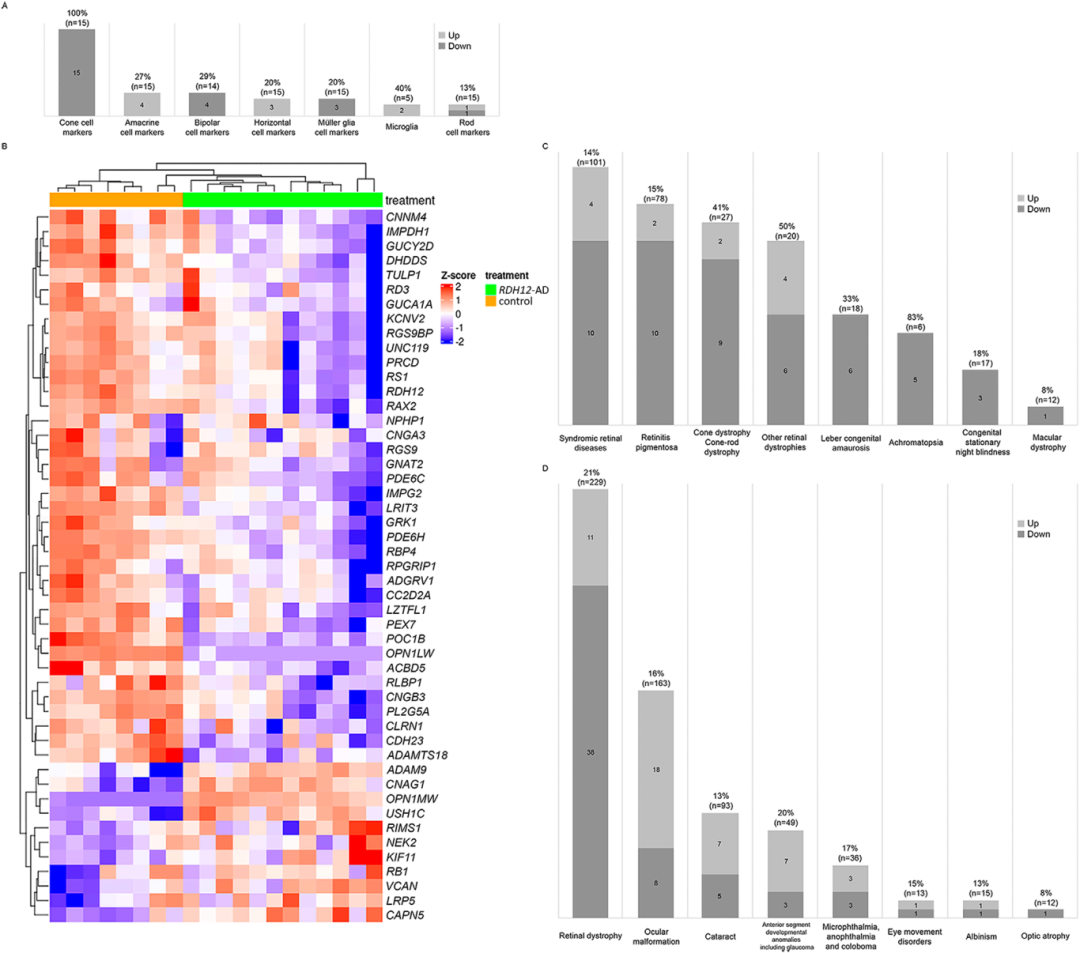 图4展示RDH12-AD视网膜类器官中视网膜标记物和遗传性眼病相关基因的表达变化。