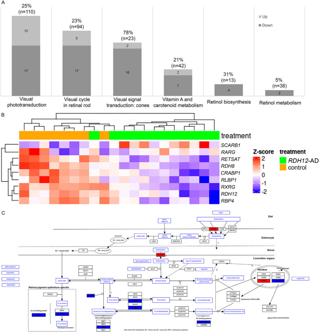 图5展示RDH12-AD视网膜类器官中与RDH12途径相关的基因表达变化。