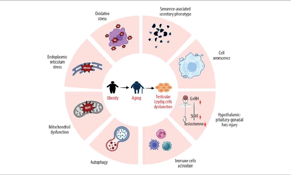 图 1：肥胖相关 LOH 中睾丸间质细胞衰老的机制
