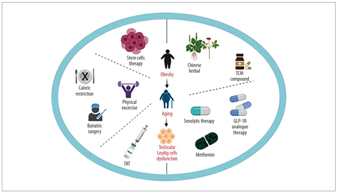图 2：肥胖相关 LOH 中间质细胞衰老的治疗策略