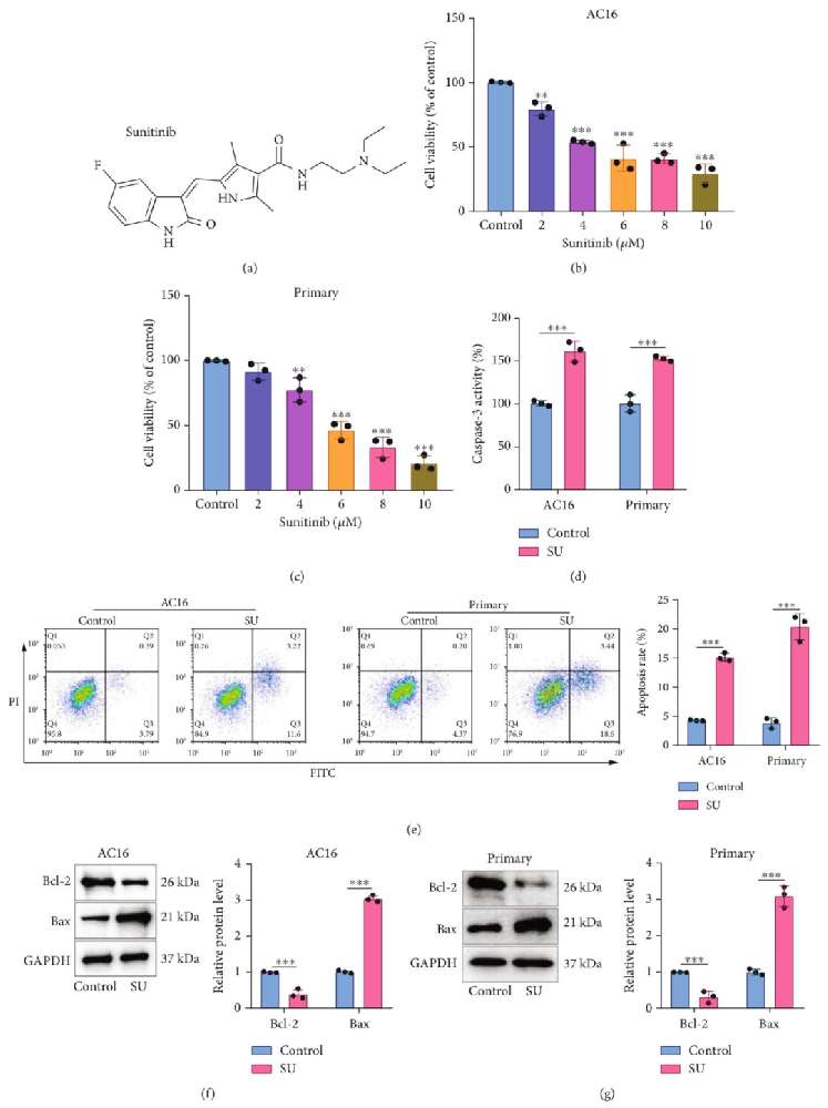 图 1：舒尼替尼诱导心肌细胞损伤