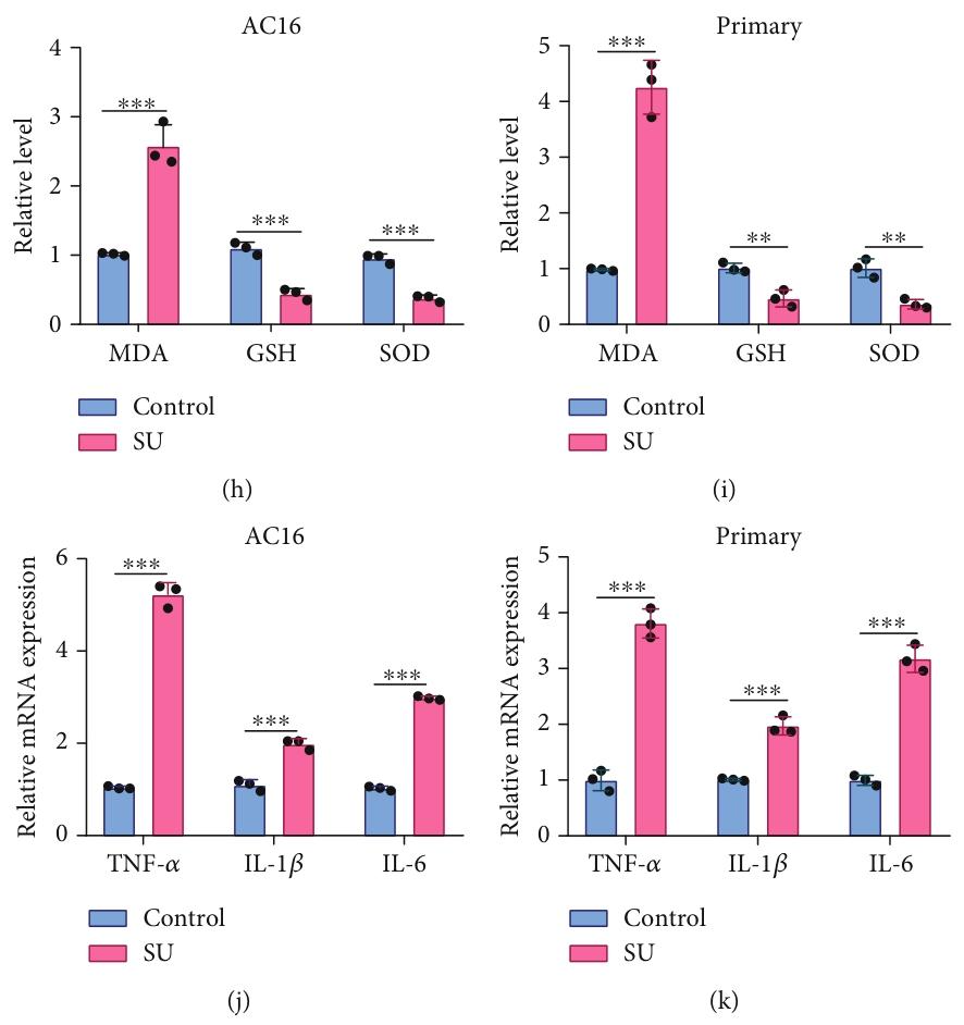 图 1：舒尼替尼诱导心肌细胞损伤
