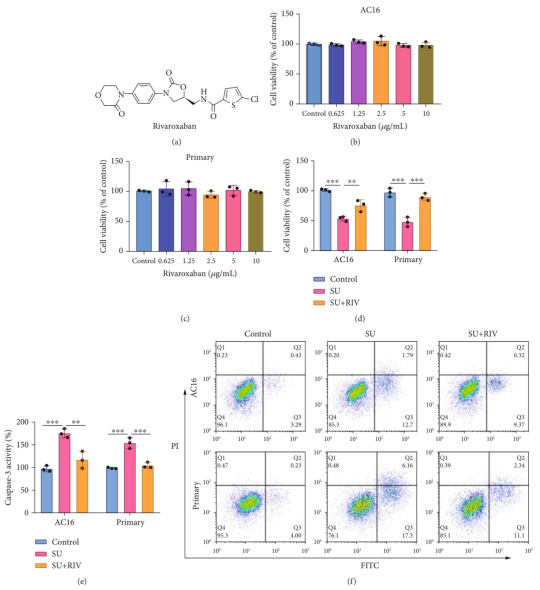 图 2：利伐沙班逆转舒尼替尼诱导的心肌细胞损伤