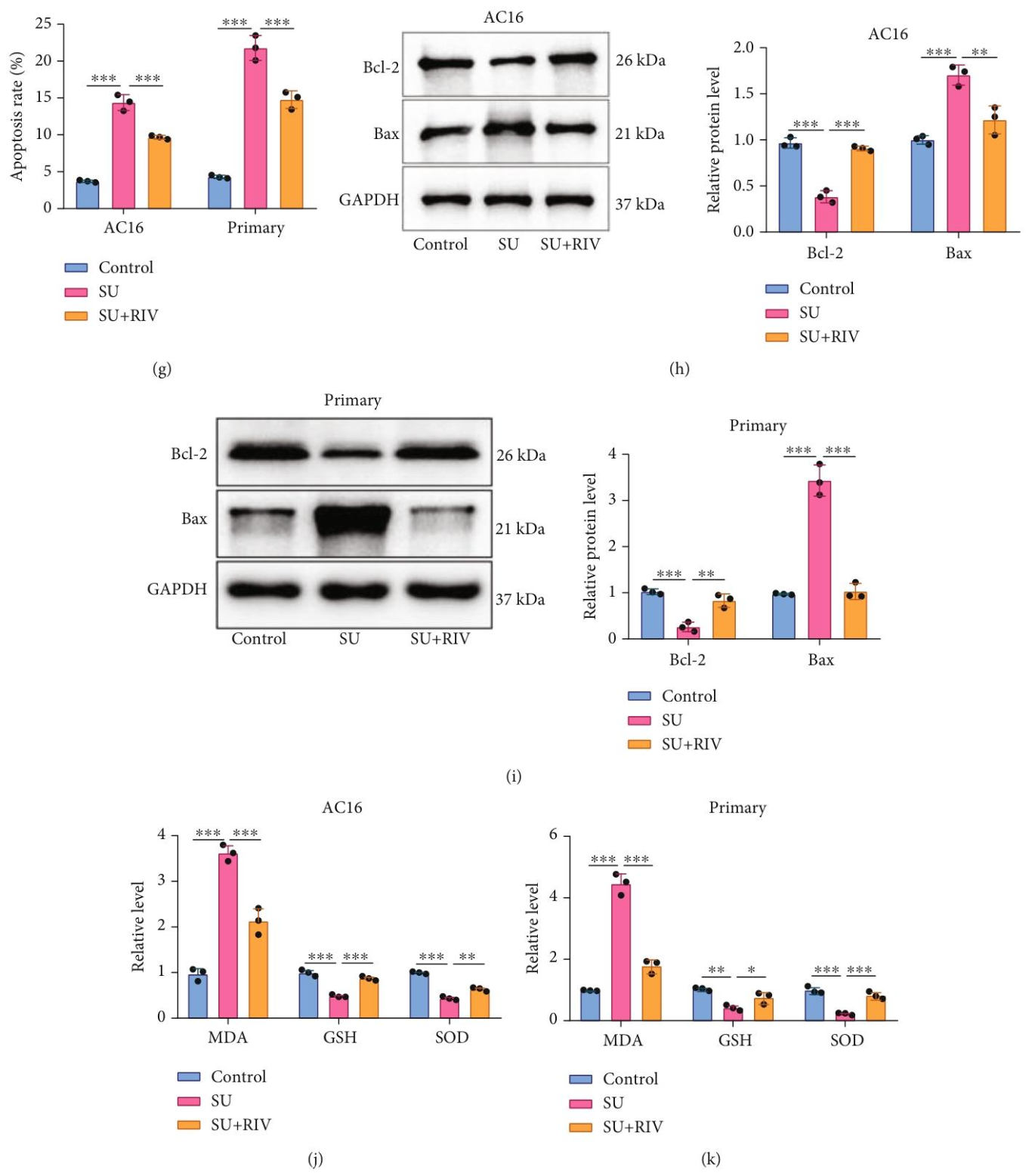 图 2：利伐沙班逆转舒尼替尼诱导的心肌细胞损伤