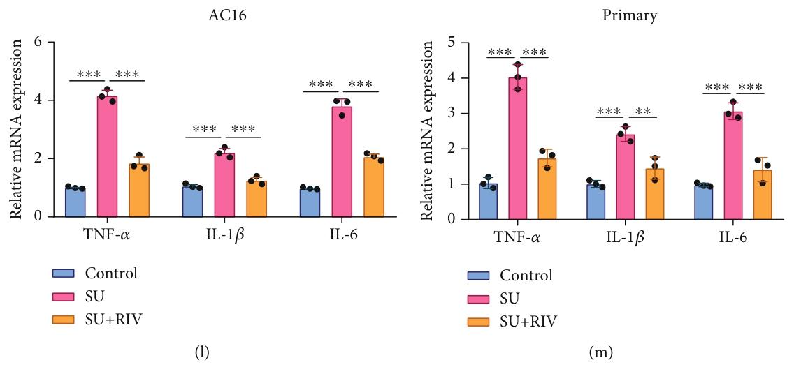 图 2：利伐沙班逆转舒尼替尼诱导的心肌细胞损伤