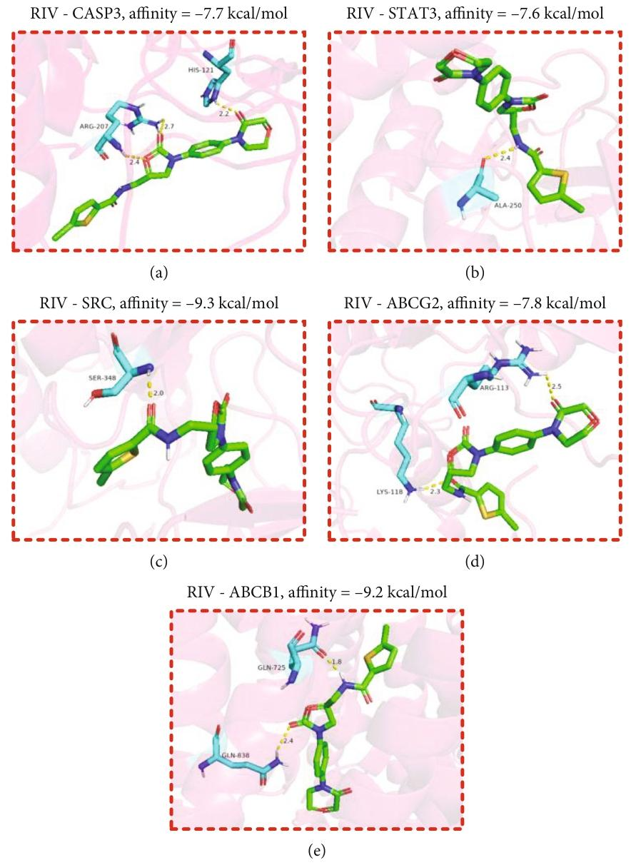 图 5：利伐沙班与核心靶点的分子对接