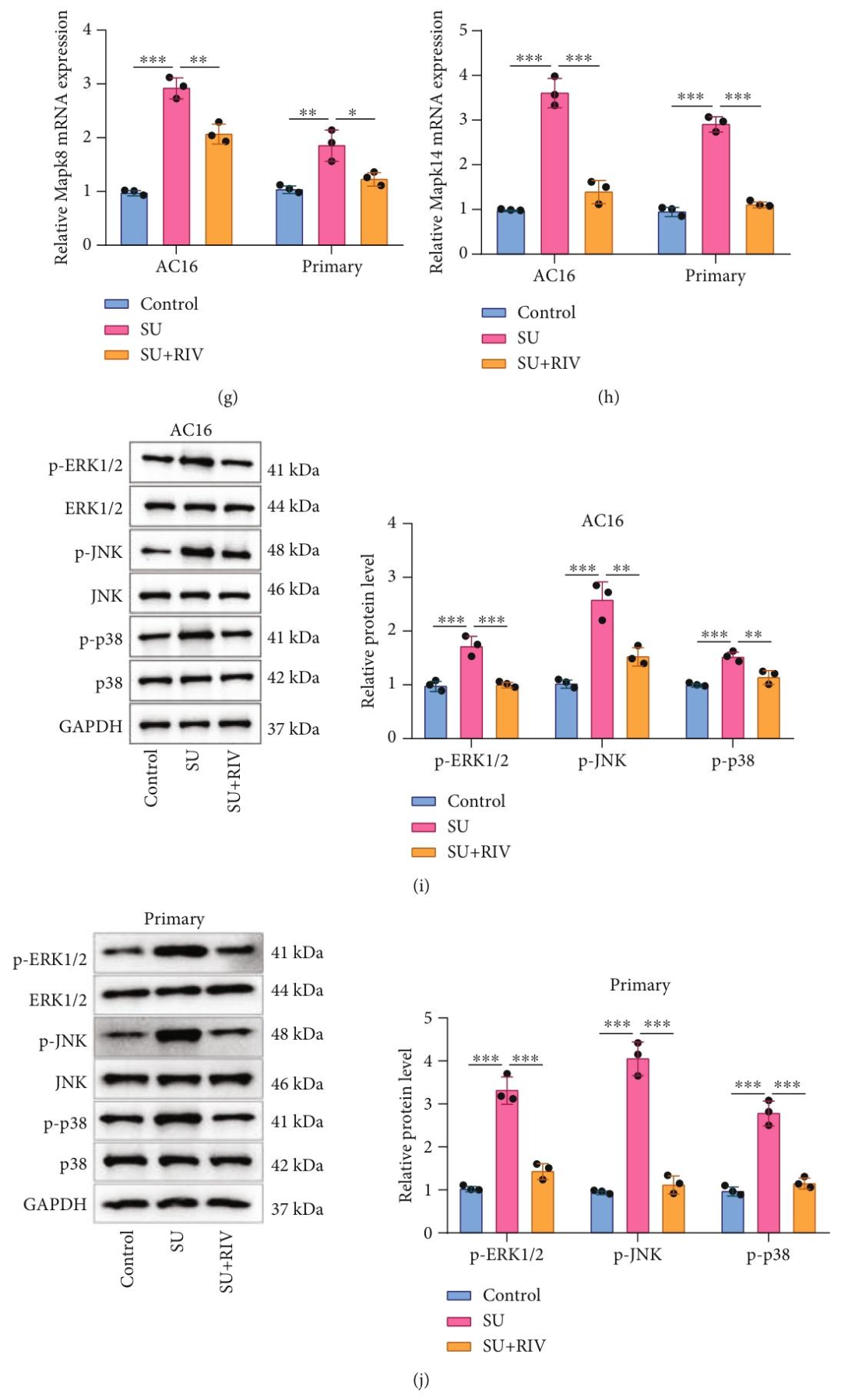 图 7：利伐沙班调控核心靶点及 MAPK 通路