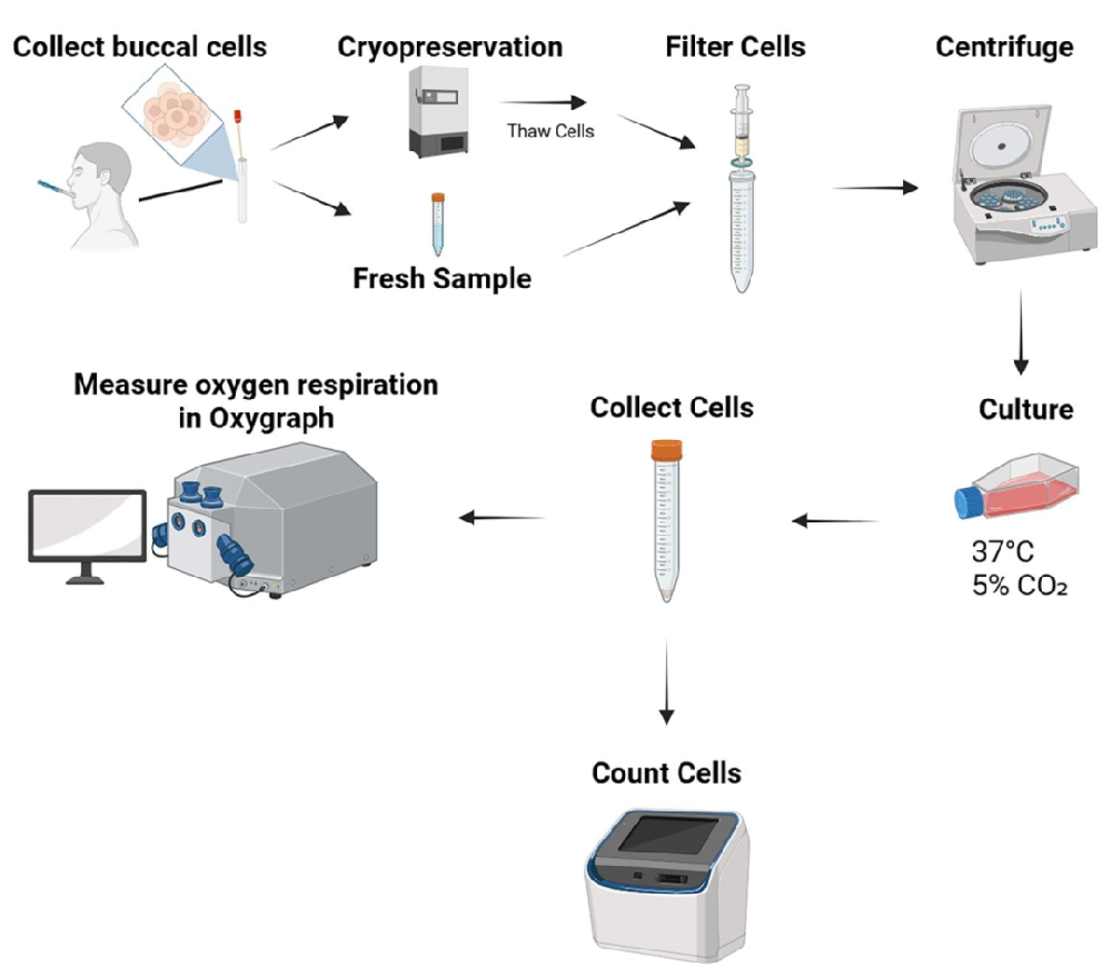 图 1:颊细胞呼吸测量的工作流程示意图