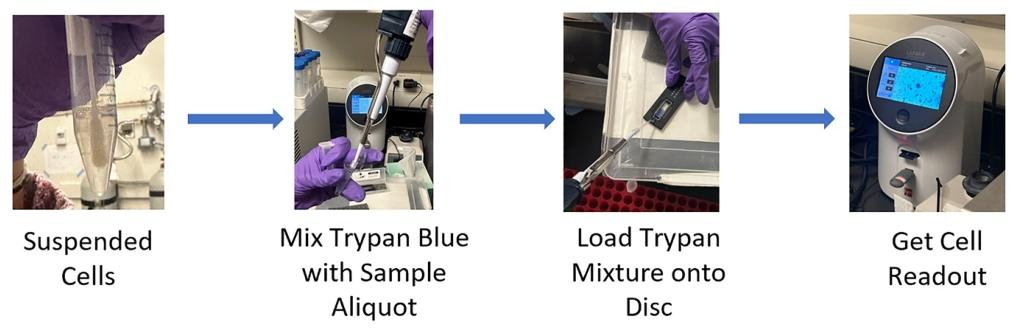 图 5:自动细胞计数仪结合台盼蓝染色的细胞计数流程