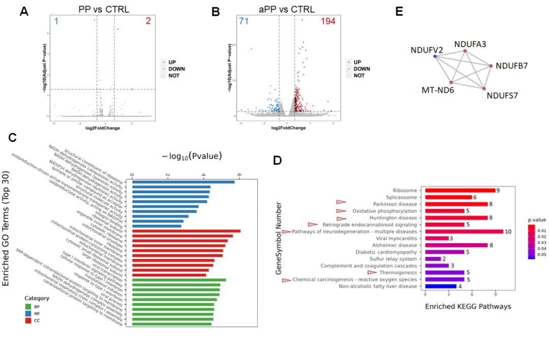 2) 转录组学分析揭示微塑料对肝脏类器官的影响。