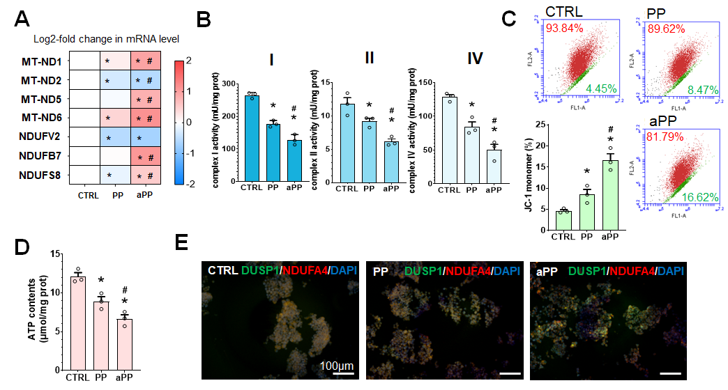 3) 细胞能量代谢与线粒体功能评估。
