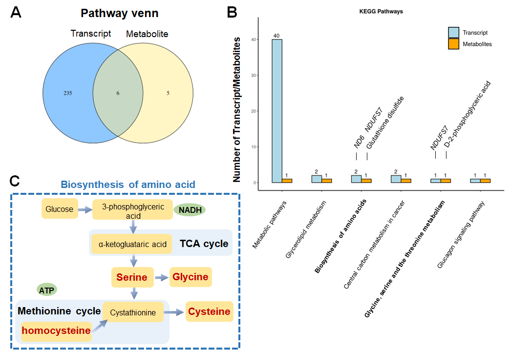 5) 转录组学和代谢组学整合分析。