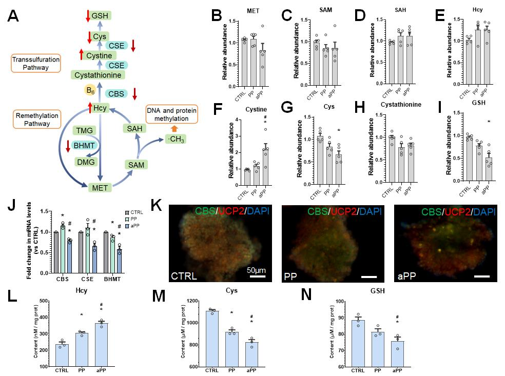 6) 体内和体外验证同型半胱氨酸代谢通路紊乱。