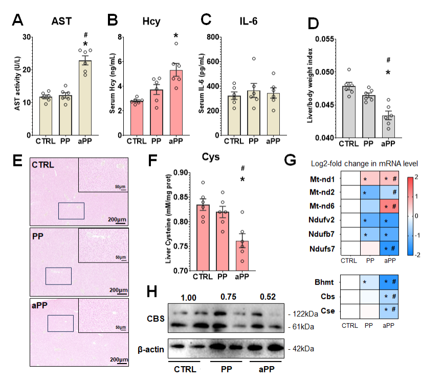 7) 在体内研究中，经口摄入PP和aPP 28天后，小鼠血清中天门冬氨酸转氨酶(AST)和Hcy水平明显升高，aPP组的水平普遍高于PP组。
