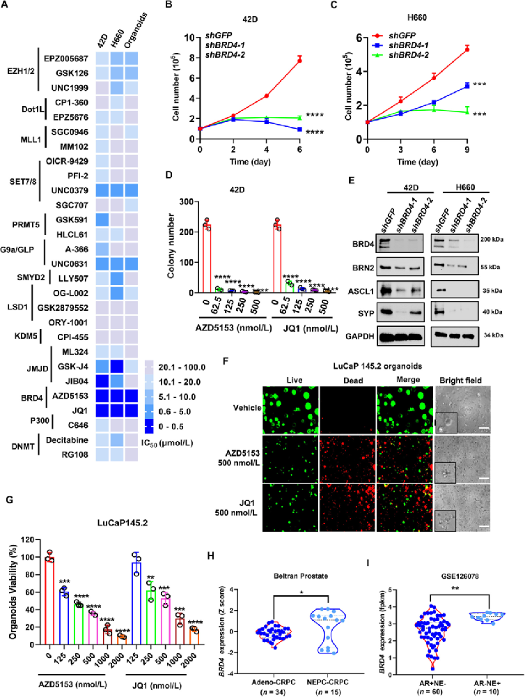1) BRD4是NEPC细胞生长和存活的关键因子。