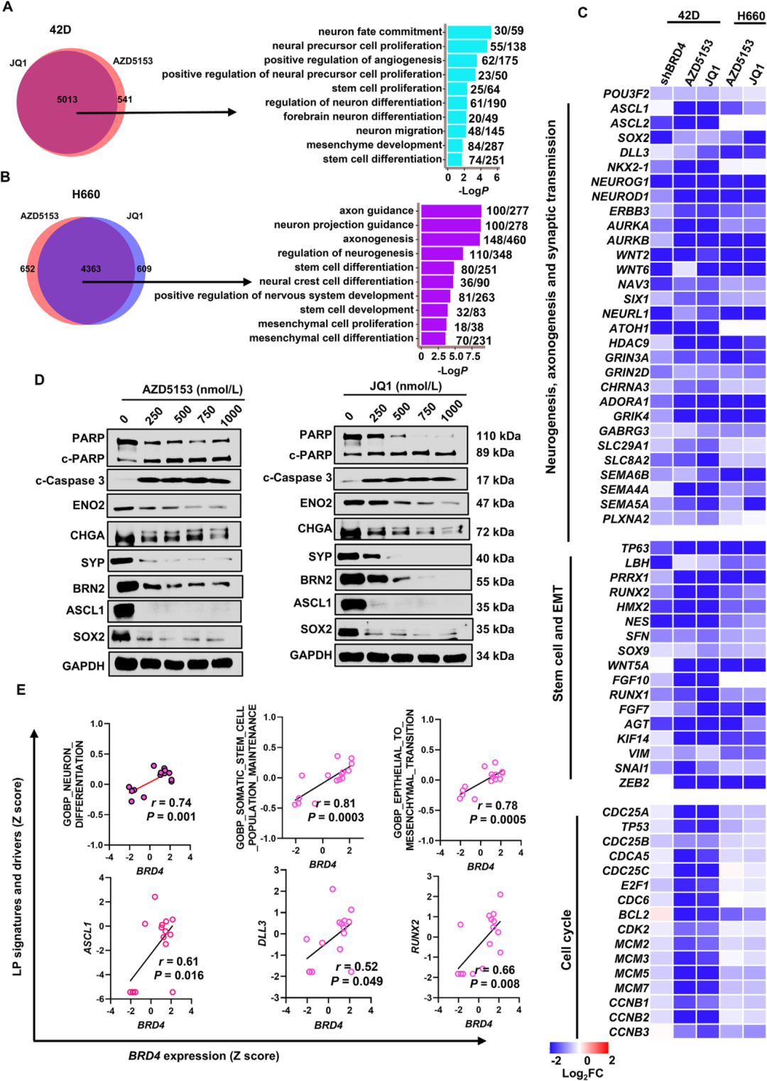 2) BRD4控制LP程序和NEPC关键驱动因子的诱导。