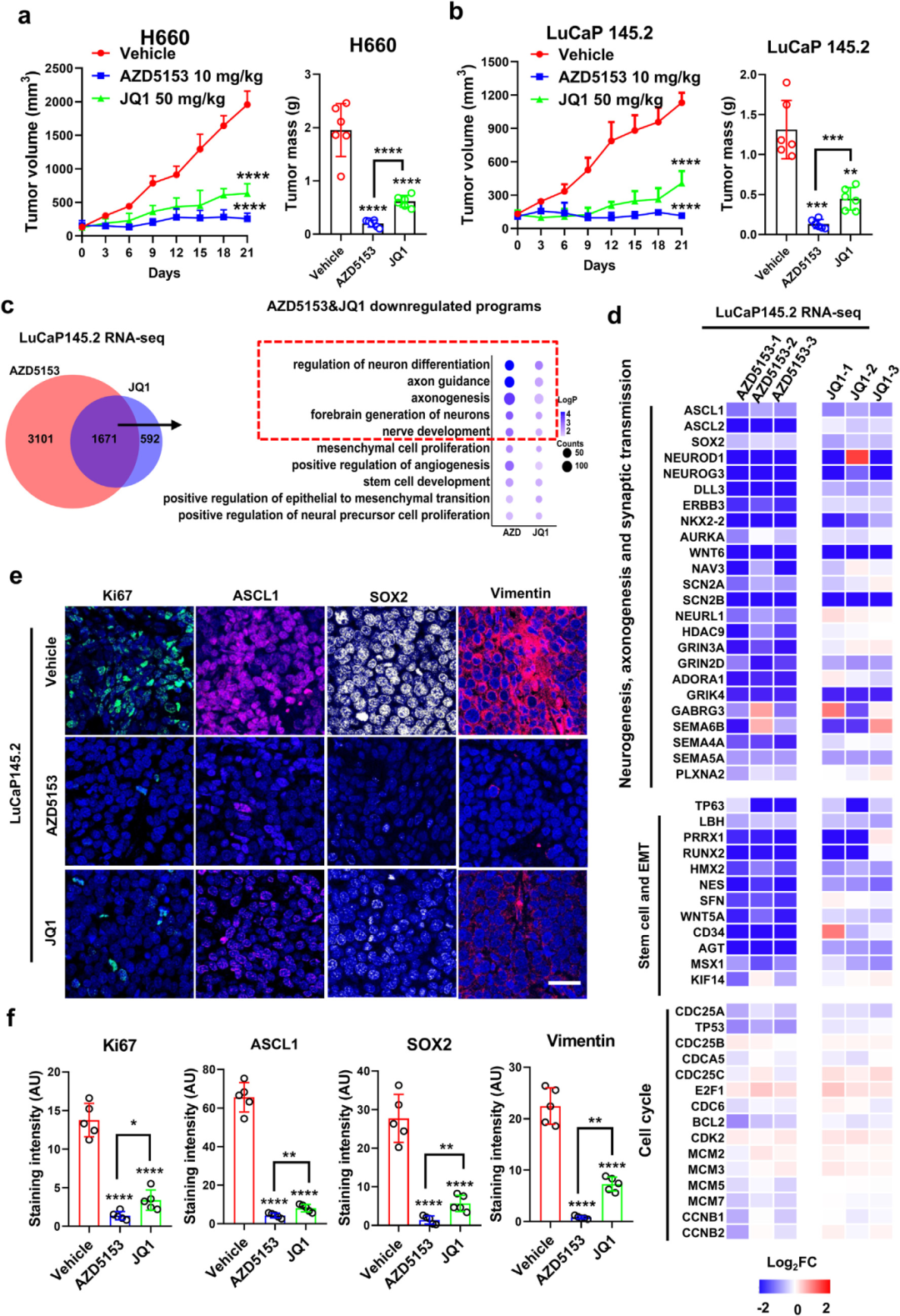 3) BRD4抑制剂AZD5153在体内抑制NEPC肿瘤生长和LP程序方面表现出高于JQ1的效力。