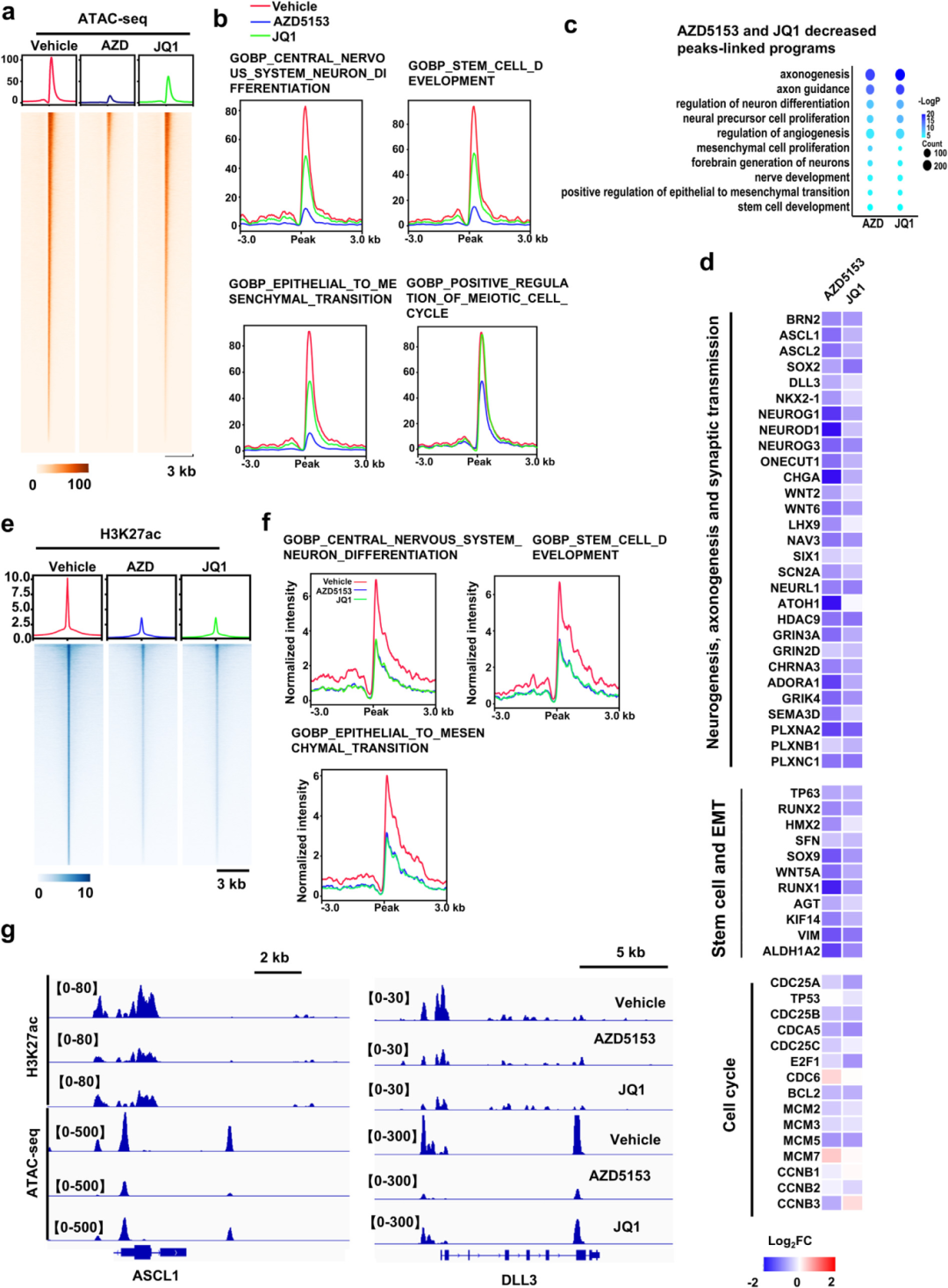 5) BRD4通过增加染色质可及性刺激LP程序。